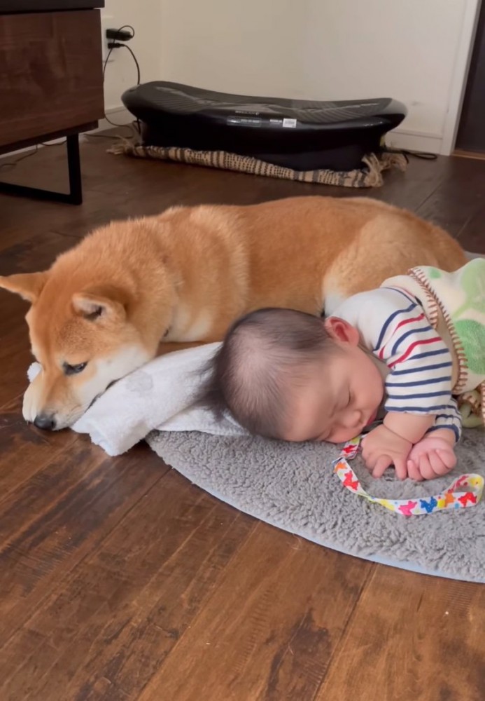 休む柴犬