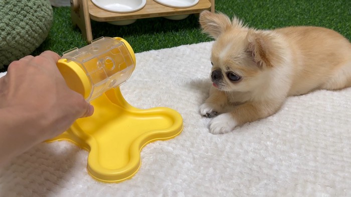 知育おもちゃで遊ぶピノちゃん＆パルムちゃん