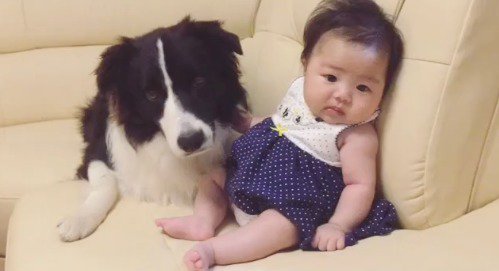 ソファに座る犬と赤ちゃん