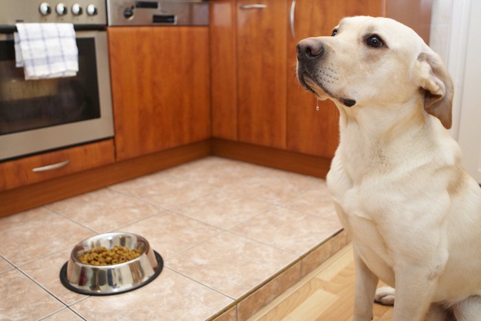 食事を待つ犬