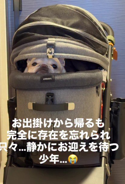 カートでおでかけしたプー太郎くん