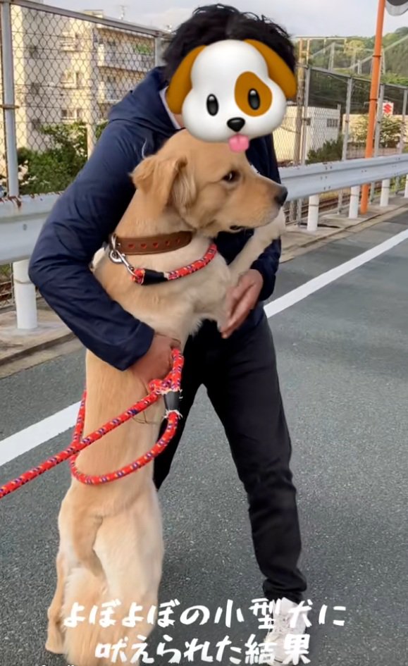 小型犬に吠えられたわんこ