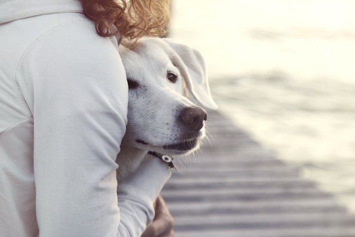 白い犬を抱きしめる女性の後ろ姿