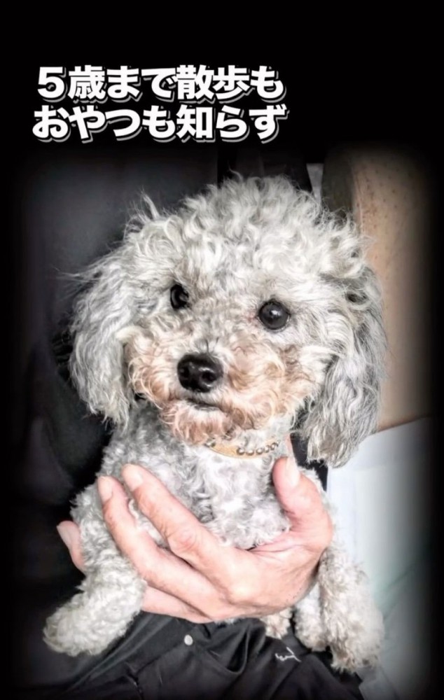 抱っこされるシュシュちゃん