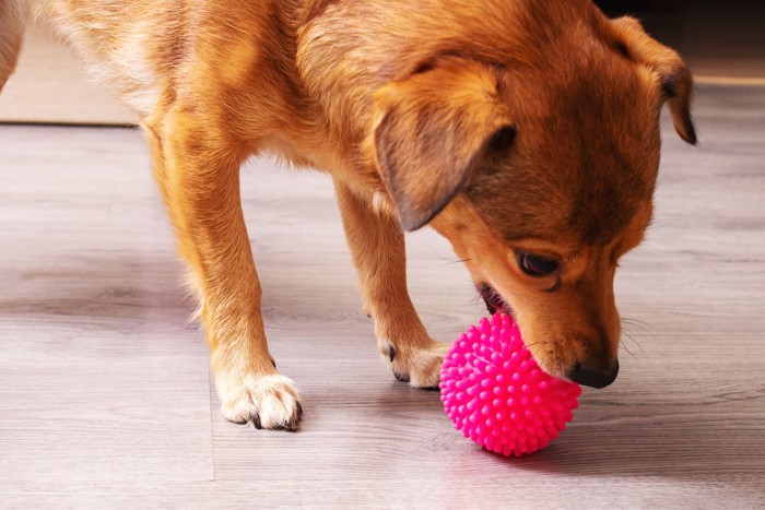 おもちゃで遊ぶ茶色の犬