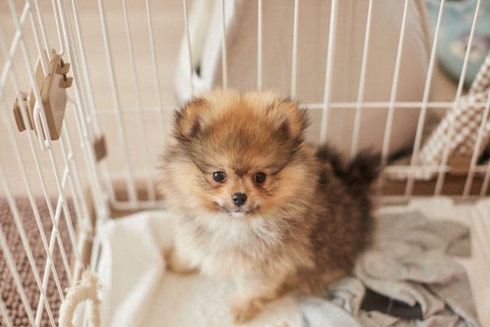 ケージにポメラニアンの子犬