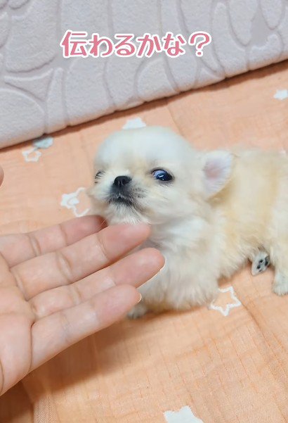 お腹いっぱいで眠たい…