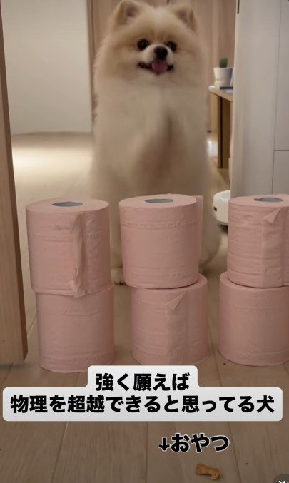 「お願い!通してください!」
