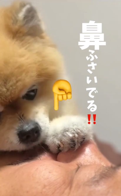 パパの鼻を塞ぐこっちゃん3