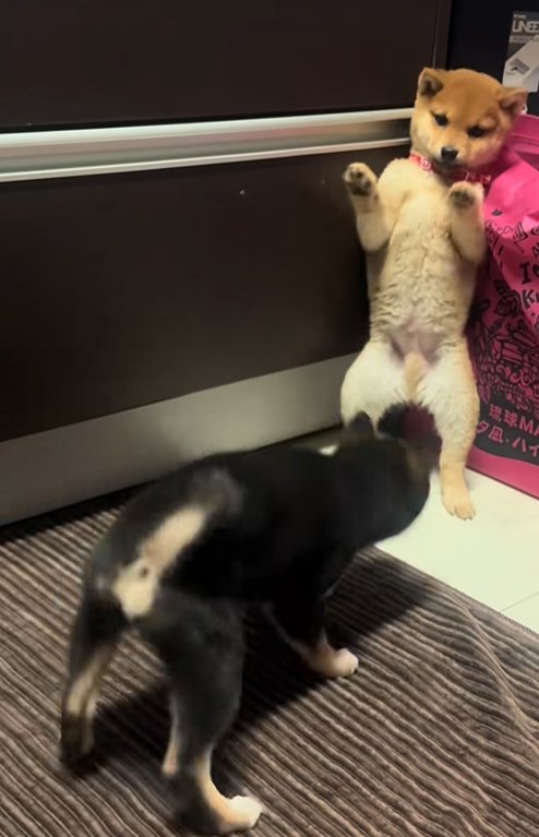 ワンプロ中の子犬達