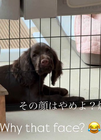 すごい顔でガン見!!