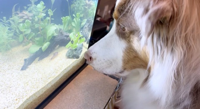 水槽の中を泳ぐ魚を目で追うオーストラリアン・シェパード