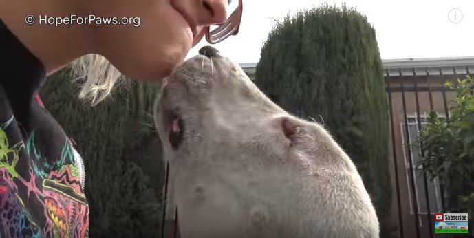 人の顔に口を寄せる犬