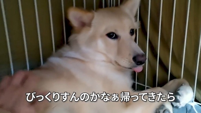 舌を出す白い犬