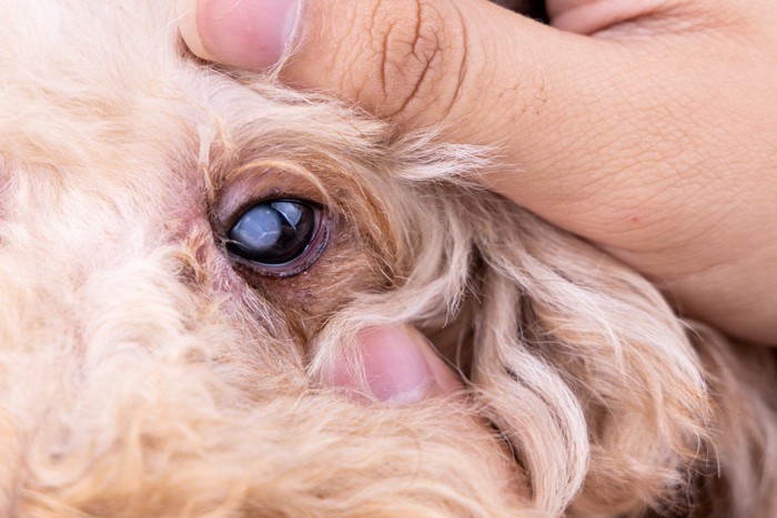 目をチェックされる犬