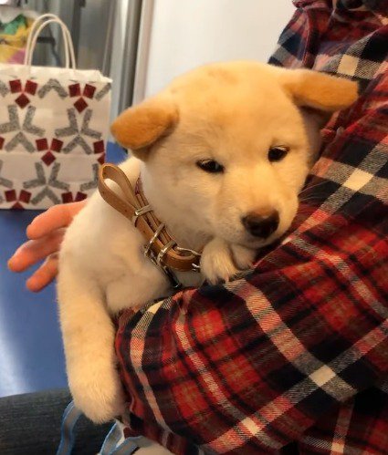 飼い主の腕の中でボーッとする子犬