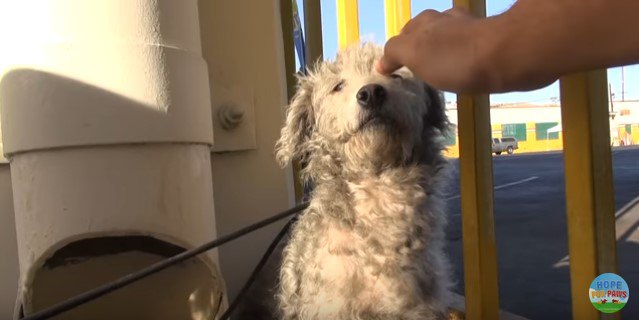 大人しくつかまる白い犬