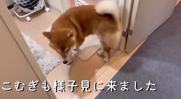 こむぎちゃんも納得！？