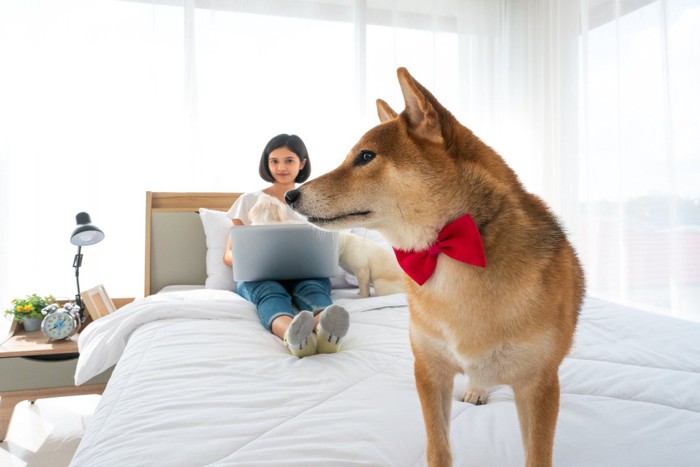 無関心に振る舞う犬