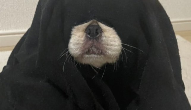 ペキニーズ