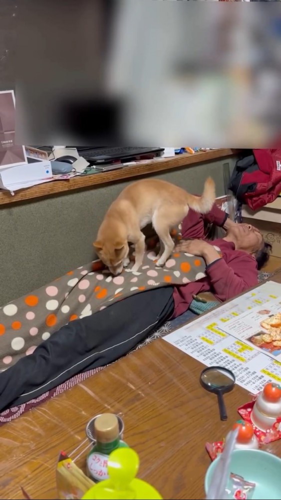お父さんの上でクルクル回る柴犬