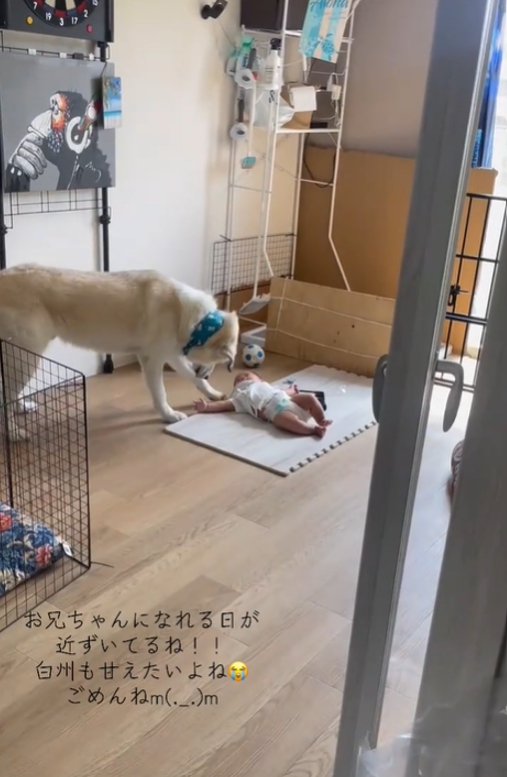 赤ちゃんに近づく犬