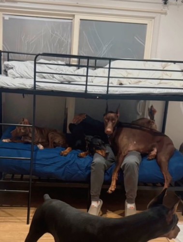 ベッドに登る犬たち