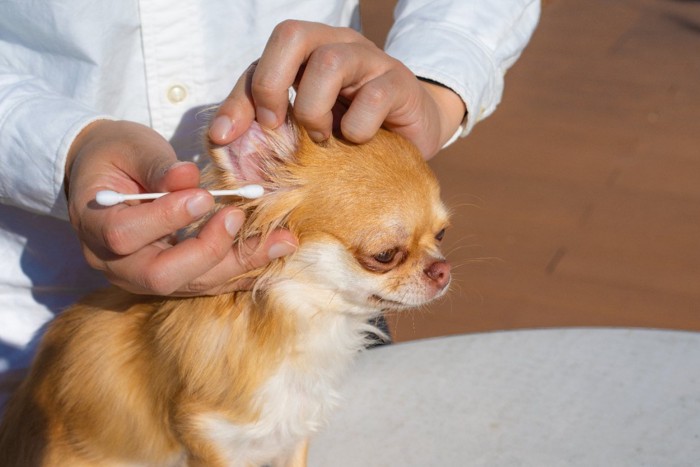 綿棒で犬の耳掃除をする男性