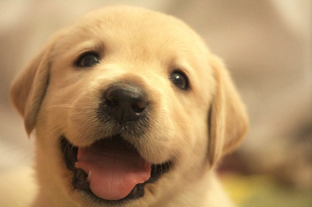 笑顔の犬 正面 子犬