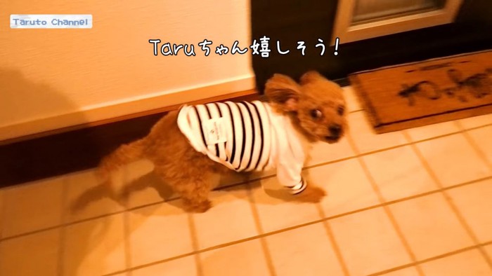 お出迎えするTarutoちゃん