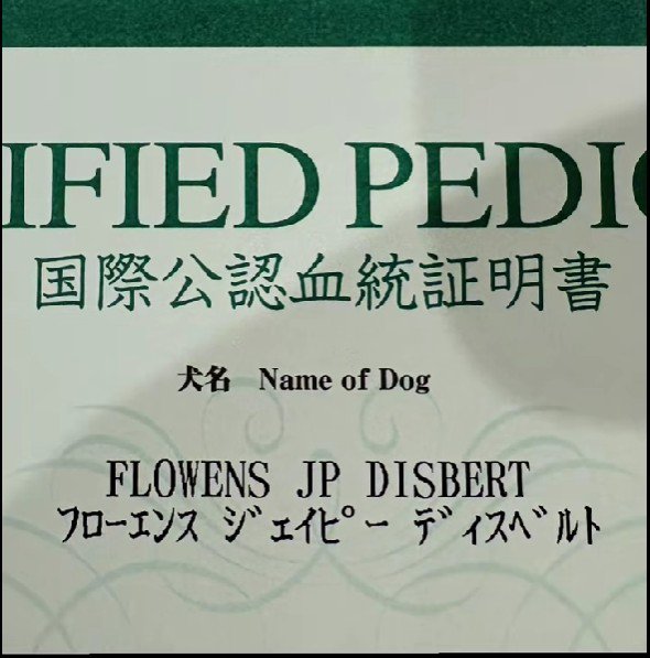 「フローエンス・ジェイピー・ディスベルト」