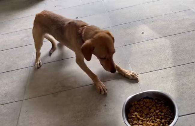 食べ物ににじり寄る犬