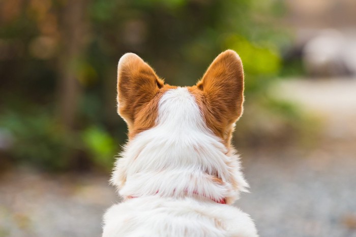 後ろを向く犬