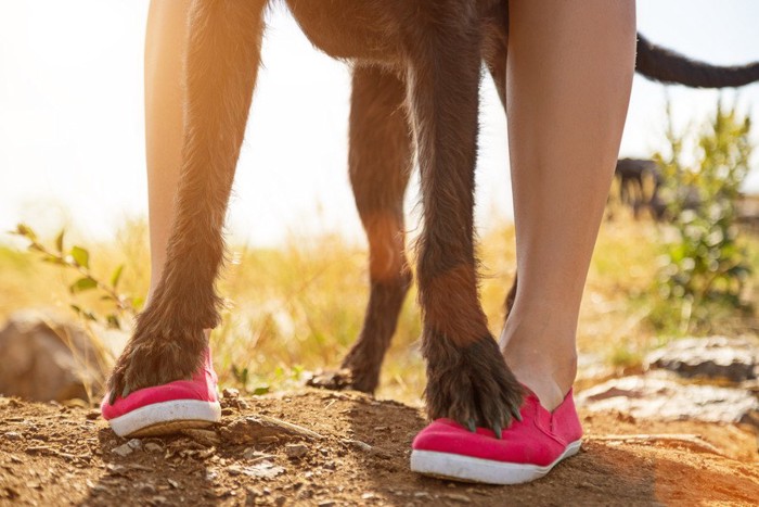 女性の足に足を乗せている犬