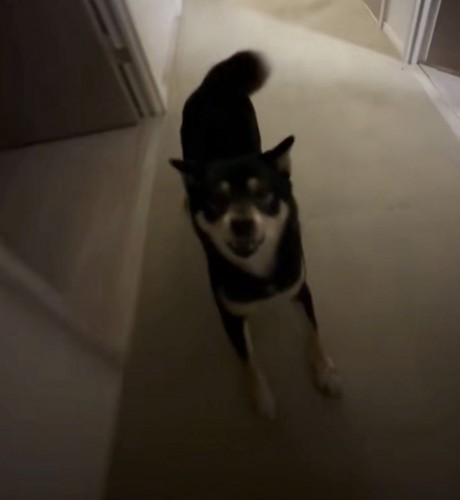 廊下で喜ぶ犬