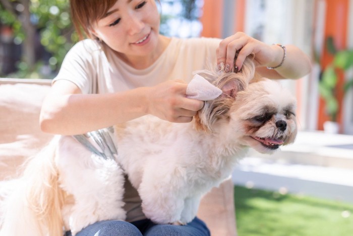 犬の耳掃除する女性