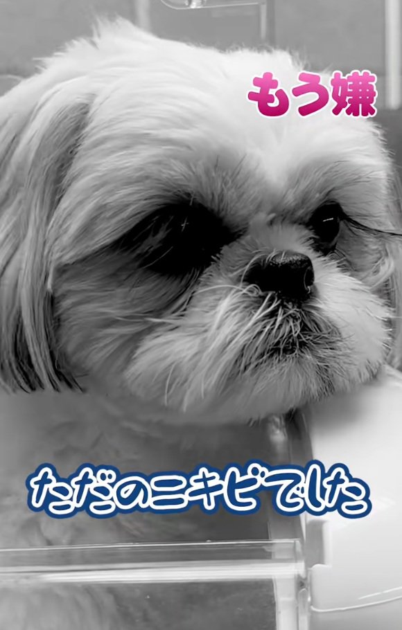 ニキビだったココちゃん