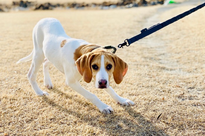 警戒する犬