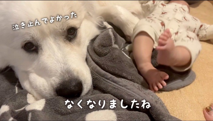 赤ちゃんのそばに寝転がってカメラを見つめる犬