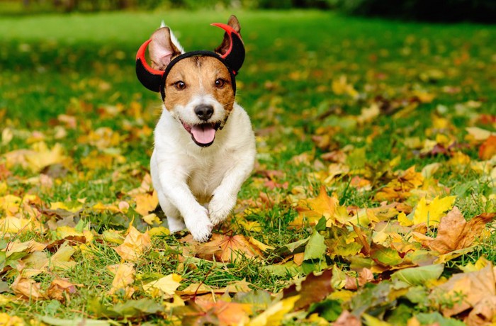 角のカチューシャをつけた犬