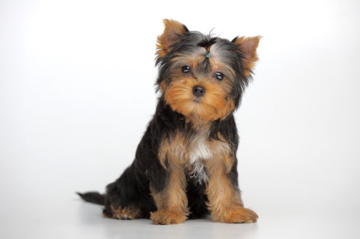 正面を向いて座っている子犬のヨーキー