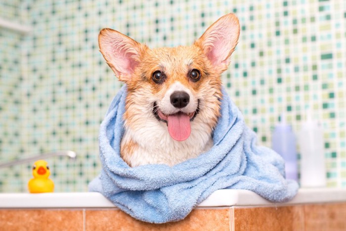 お風呂アヒルとタオルを巻いた犬