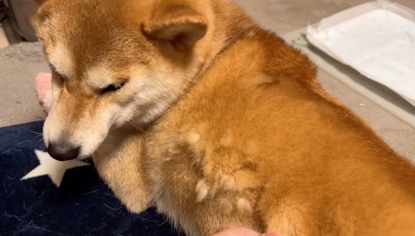 ごっそり毛が抜ける柴犬