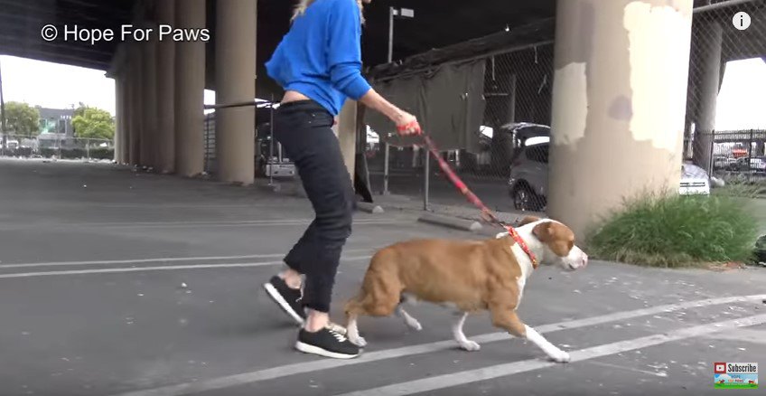 リードを付けて歩く犬