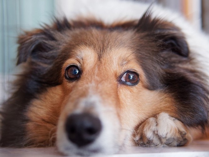 犬の顔アップ