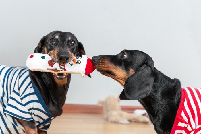 おもちゃを咥えている犬に嫉妬している犬