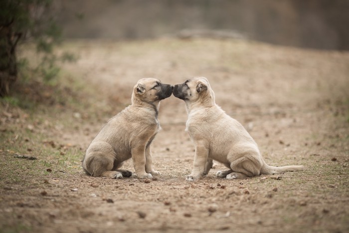 2匹のカンガル・シェパード・ドッグの子犬