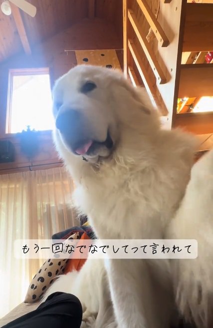 催促するわたまるくん