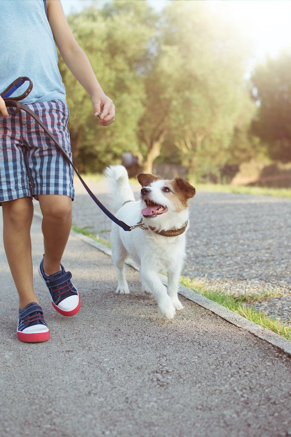 飼い主と散歩を楽しんでいる犬