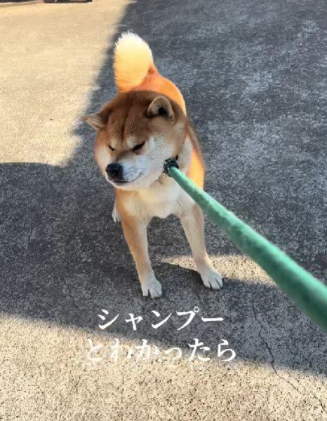 シャンプーに行くときも…